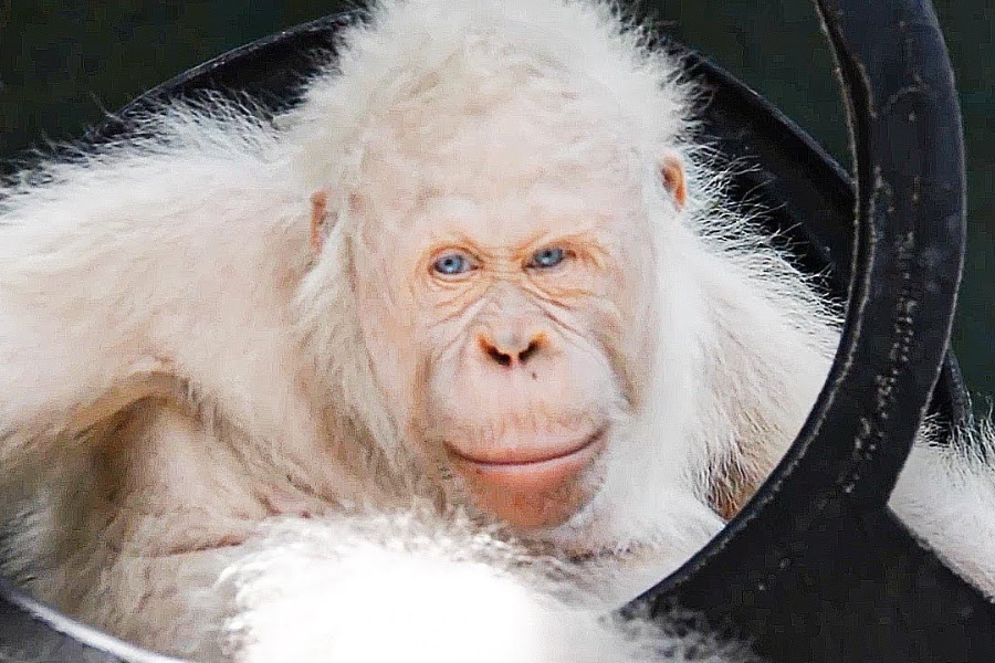 albino-monkey.net travel archives